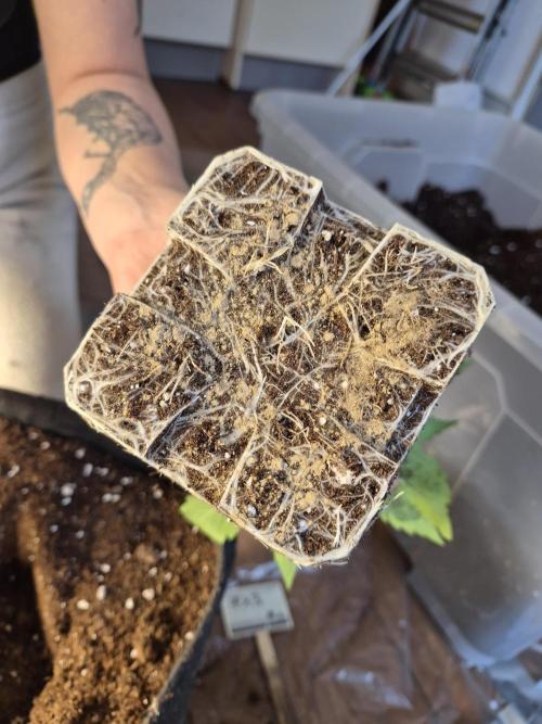 Fx3, Pink Milk & Limonario. Week 3 - Put some Mycorrhizae on the roots