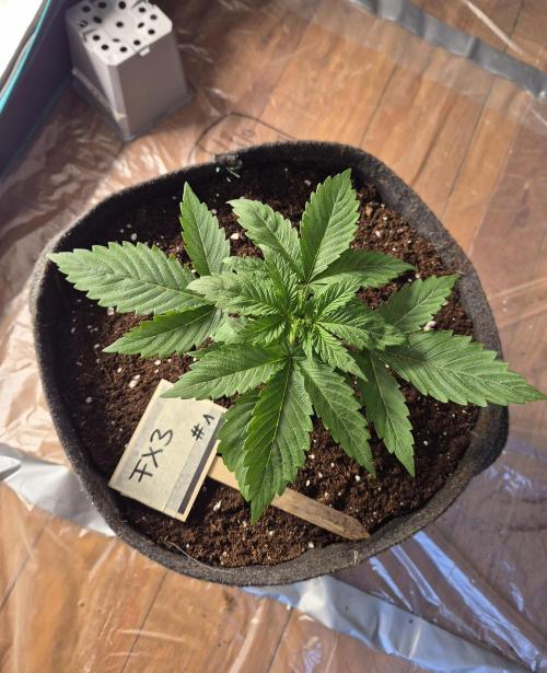 Fx3, Pink Milk & Limonario. Week 3 - Fx3