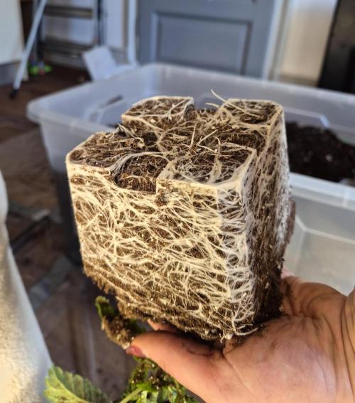 Fx3, Pink Milk & Limonario. Week 3 - Limonario 