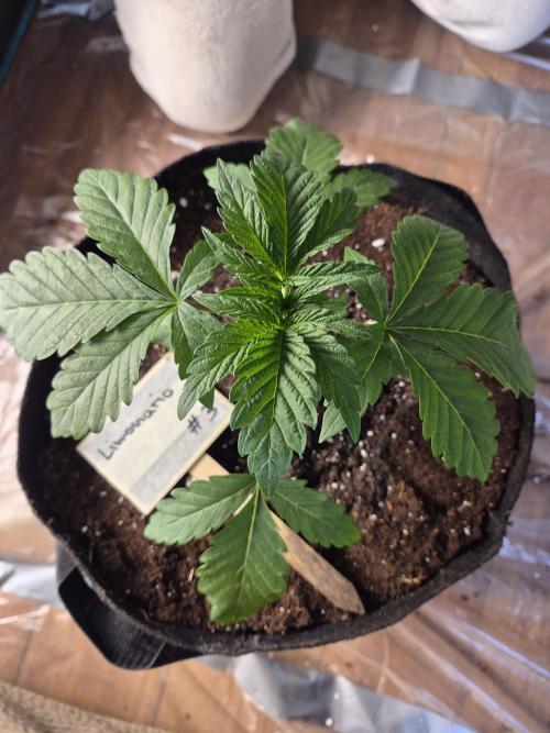 Fx3, Pink Milk & Limonario. Week 3 - Limonario 