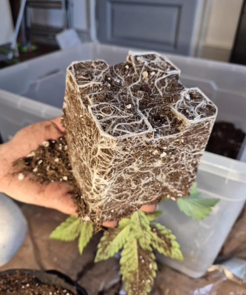 Fx3, Pink Milk & Limonario. Week 3 - Pink Milk