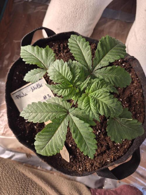 Fx3, Pink Milk & Limonario. Week 3 - Pink Milk 