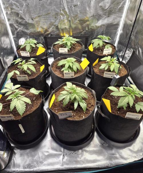 Fx3, Pink Milk & Limonario. Week 3 - Day 19