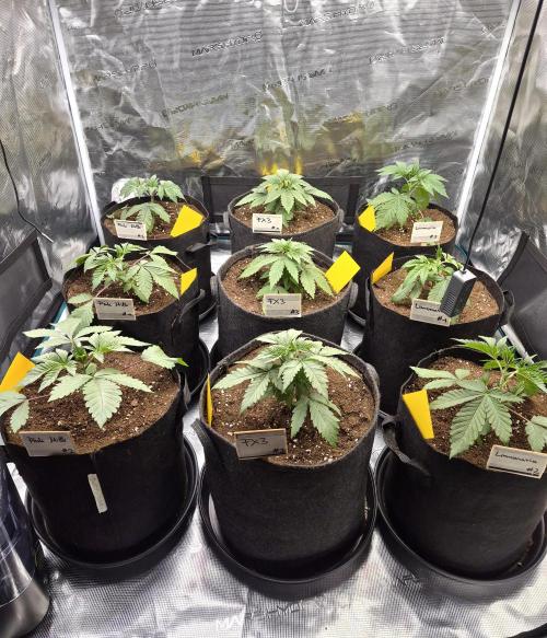 Fx3, Pink Milk & Limonario. Week 3 - Day 21