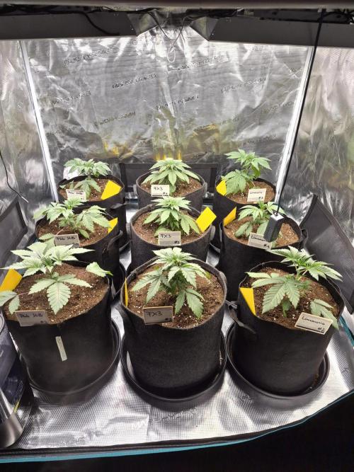 Fx3, Pink Milk & Limonario. Week 4 - Day 22