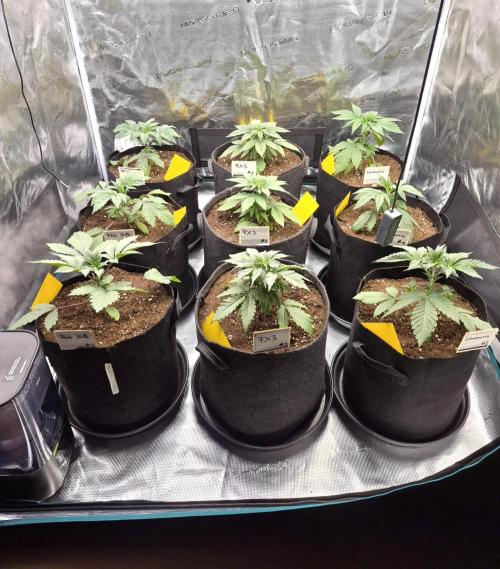 Fx3, Pink Milk & Limonario. Week 4 - Day 23