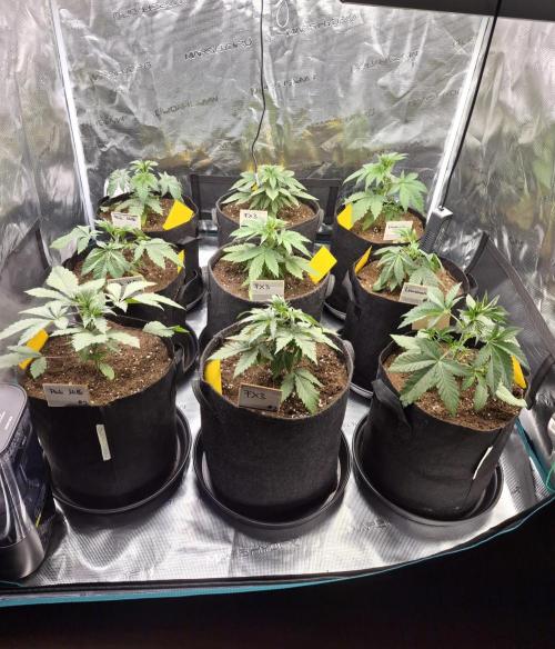 Fx3, Pink Milk & Limonario. Week 4 - Day 24