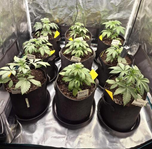 Fx3, Pink Milk & Limonario. Week 4 - Day 25