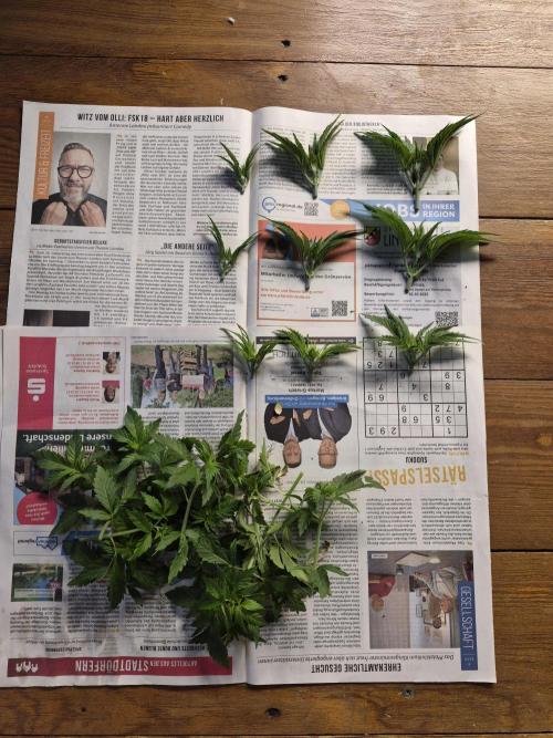 Fx3, Pink Milk & Limonario. Week 4 - Day 26: Topping