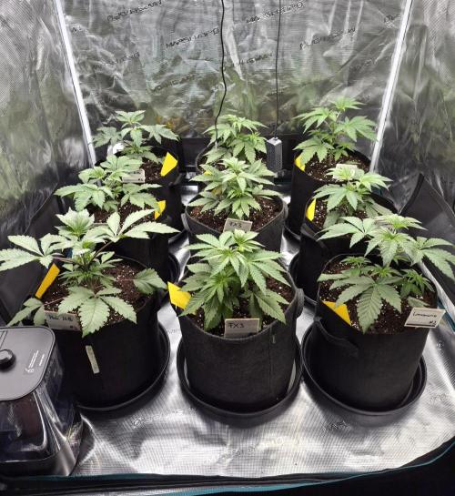 Fx3, Pink Milk & Limonario. Week 4 - Day 26