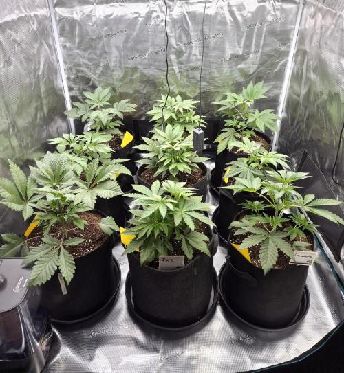 Fx3, Pink Milk & Limonario. Week 4 - Day 27