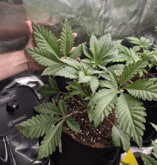 Fx3, Pink Milk & Limonario. Week 4 - Pink Milk growing crazy Satellite-Leaves with purple stems