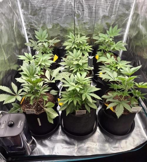 Fx3, Pink Milk & Limonario. Week 4 - Day 28