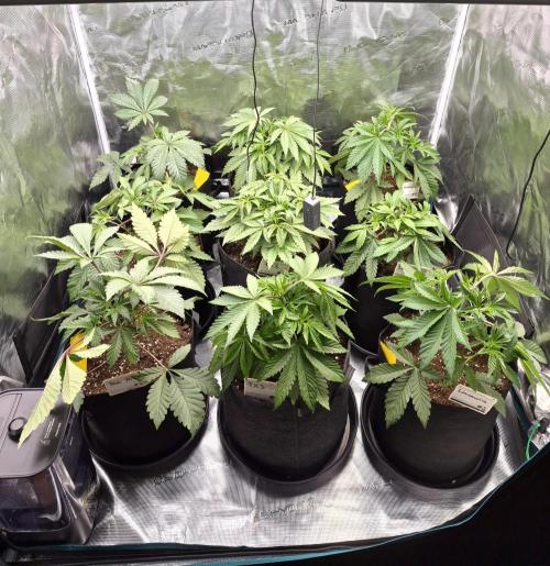 Fx3, Pink Milk & Limonario. Week 5 - Day 29