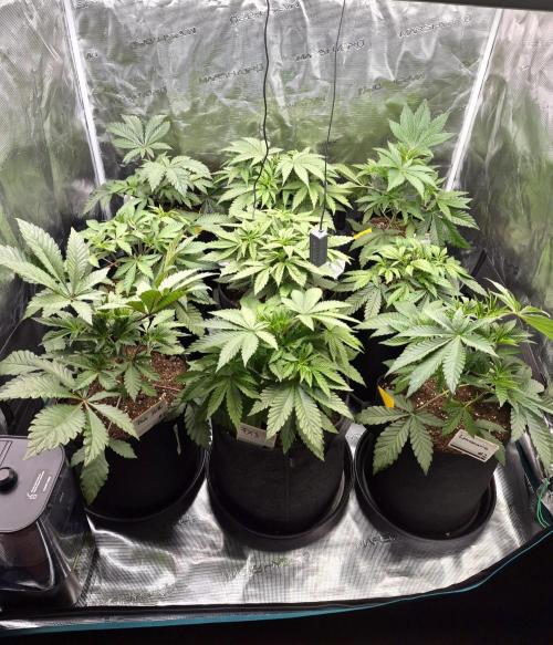 Fx3, Pink Milk & Limonario. Week 5 - Day 30