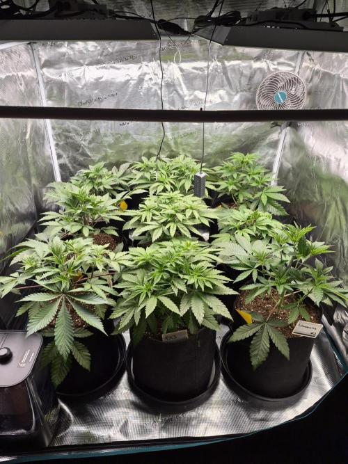 Fx3, Pink Milk & Limonario. Week 5 - Day 31
