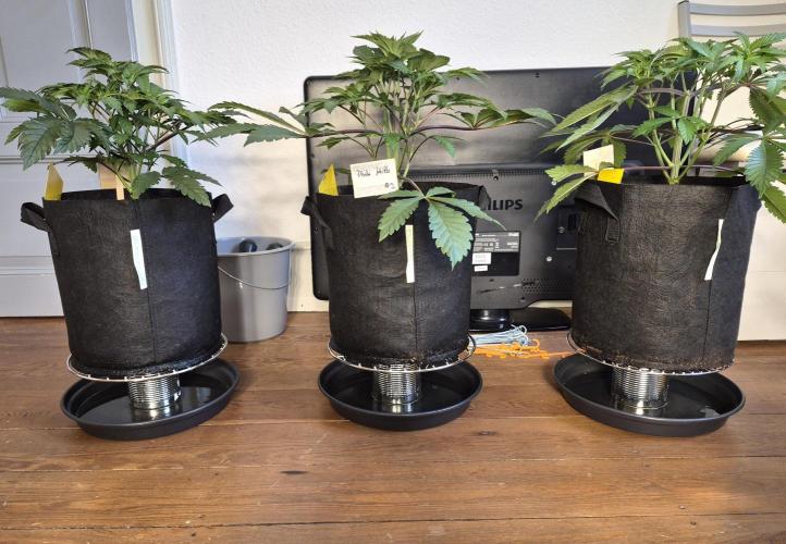 Fx3, Pink Milk & Limonario. Week 5 - Low budget drain station