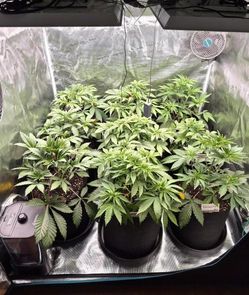 Fx3, Pink Milk & Limonario. Week 5 - Day 32