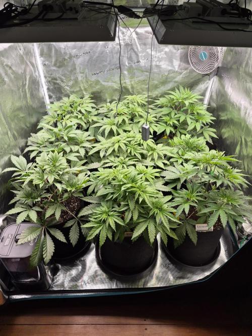 Fx3, Pink Milk & Limonario. Week 5 - Day 33