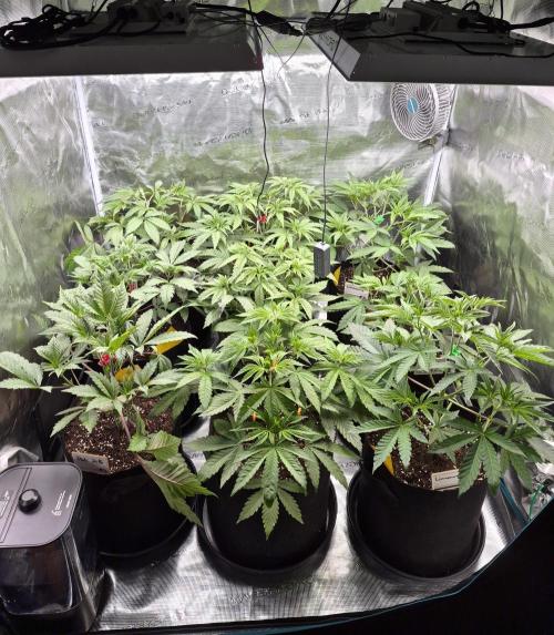 Fx3, Pink Milk & Limonario. Week 5 - Day 34