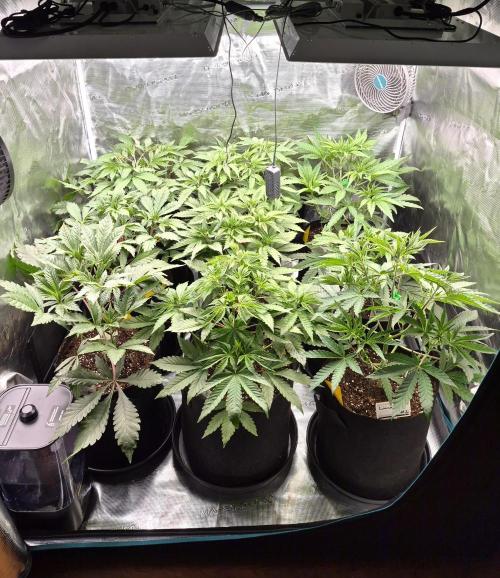 Fx3, Pink Milk & Limonario. Week 5 - Day 35
