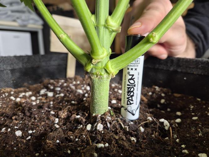 Fx3, Pink Milk & Limonario. Week 5 - Fx3