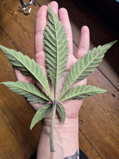 Fx3, Pink Milk & Limonario. Week 5 - Pink Milk