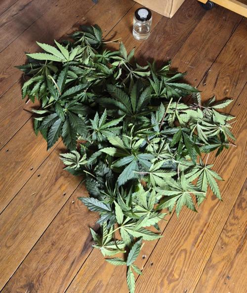 Fx3, Pink Milk & Limonario. Week 5 - Day 36, 2. Defoliation