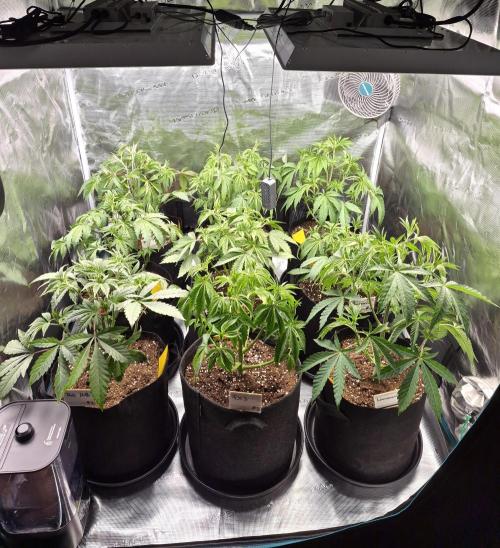 Fx3, Pink Milk & Limonario. Week 5 - Day 36 post Defoliation 