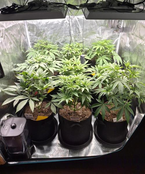 Fx3, Pink Milk & Limonario. Week 6 - Day 1 flower 