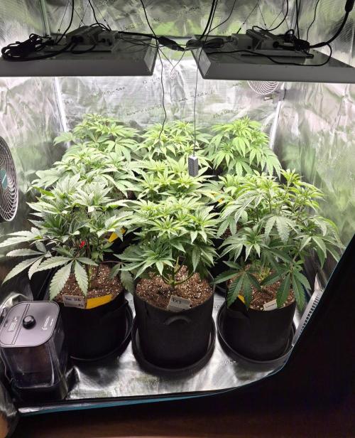 Fx3, Pink Milk & Limonario. Week 6 - Day 2 flower 