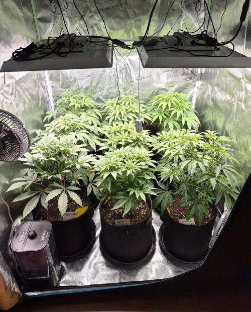 Fx3, Pink Milk & Limonario. Week 6 - Day 3 flower 