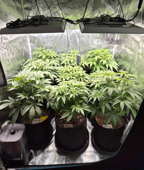 Fx3, Pink Milk & Limonario. Week 6 - Day 4 flower 