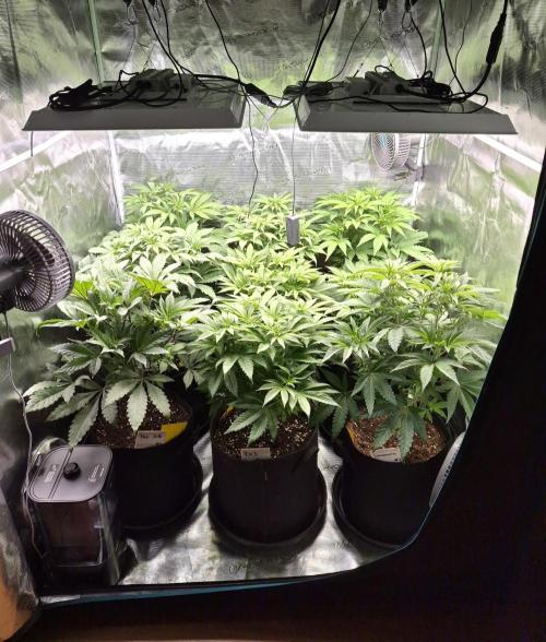 Fx3, Pink Milk & Limonario. Week 6 - Day 5 flower 