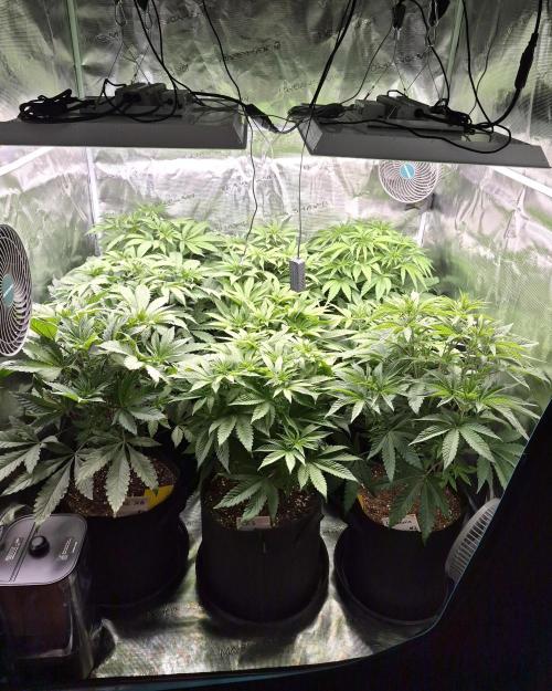 Fx3, Pink Milk & Limonario. Week 6 - Day 6 flower 