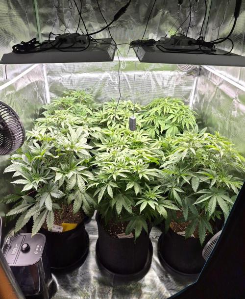 Fx3, Pink Milk & Limonario. Week 6 - Day 7 flower 