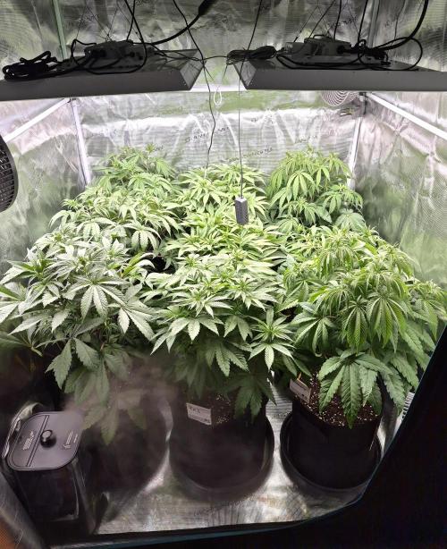 Fx3, Pink Milk & Limonario. Week 7 - Day 8 flower 