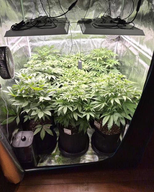 Fx3, Pink Milk & Limonario. Week 7 - Day 9 flower 