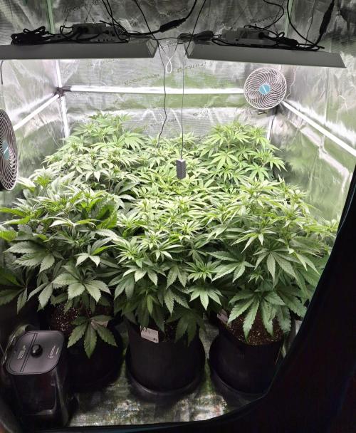 Fx3, Pink Milk & Limonario. Week 7 - Day 10 flower 