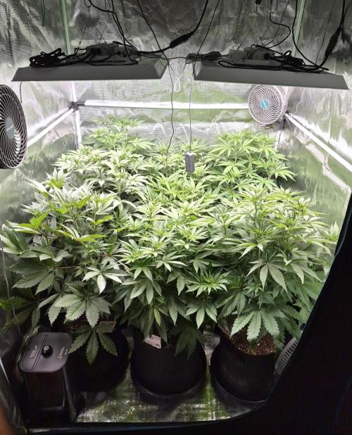 Fx3, Pink Milk & Limonario. Week 7 - Day 11 flower 