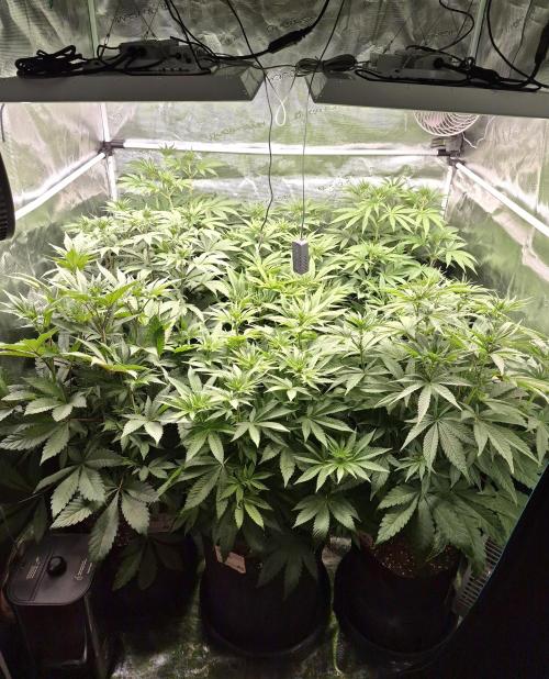 Fx3, Pink Milk & Limonario. Week 7 - Day 12 flower 