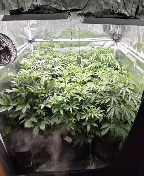 Fx3, Pink Milk & Limonario. Week 7 - Day 13 flower 