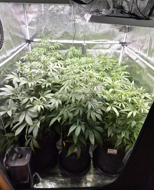 Fx3, Pink Milk & Limonario. Week 7 - Day 14 flower 