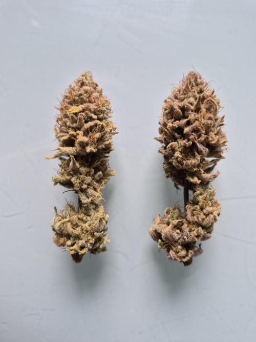 1st grow - Humboldt Seed Company. Week 16 - Trimmed Buds