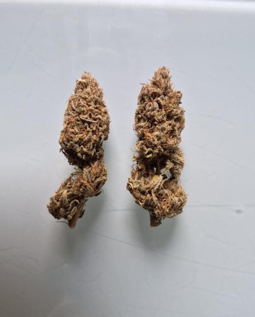 1st grow - Humboldt Seed Company. Week 15 - Trimmed Buds
