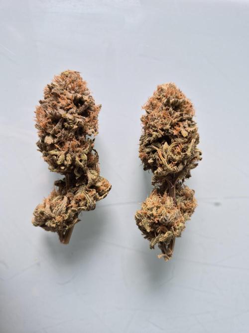 1st grow - Humboldt Seed Company. Week 15 - Trimmed Buds