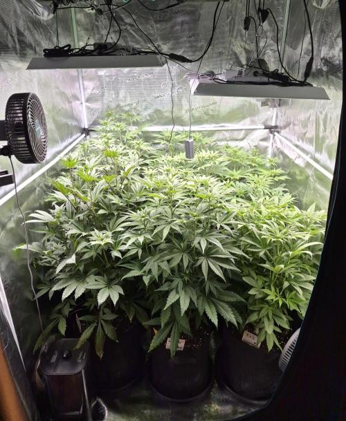 Fx3, Pink Milk & Limonario. Week 8 - Day 15 flower 