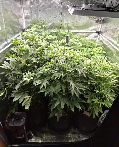 Fx3, Pink Milk & Limonario. Week 8 - Day 16 flower 