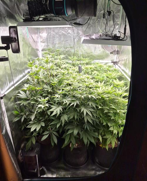 Fx3, Pink Milk & Limonario. Week 8 - Day 17 flower 