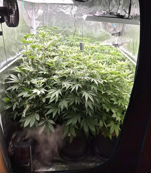 Fx3, Pink Milk & Limonario. Week 8 - Day 18 flower 
